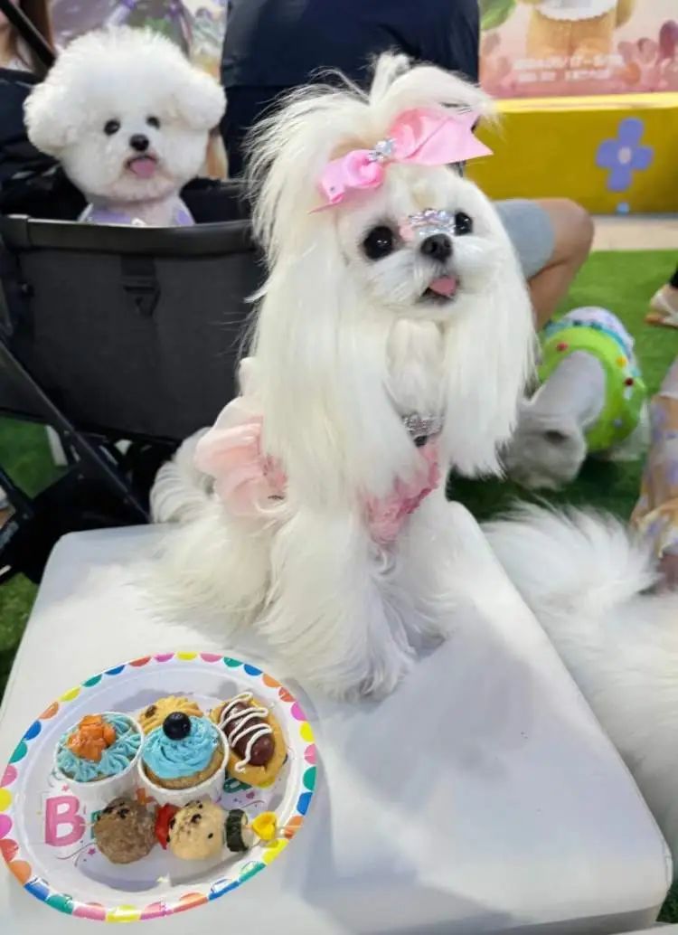 时薪500元,最多时一个月赚了3万,不少人当上了“啃狗族”! 时薪500元,最多时一个月赚了3万,不少人当上了“啃狗族”!