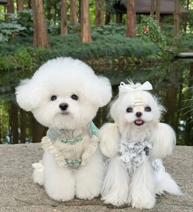 时薪500元,最多时一个月赚了3万,不少人当上了“啃狗族”! 时薪500元,最多时一个月赚了3万,不少人当上了“啃狗族”!