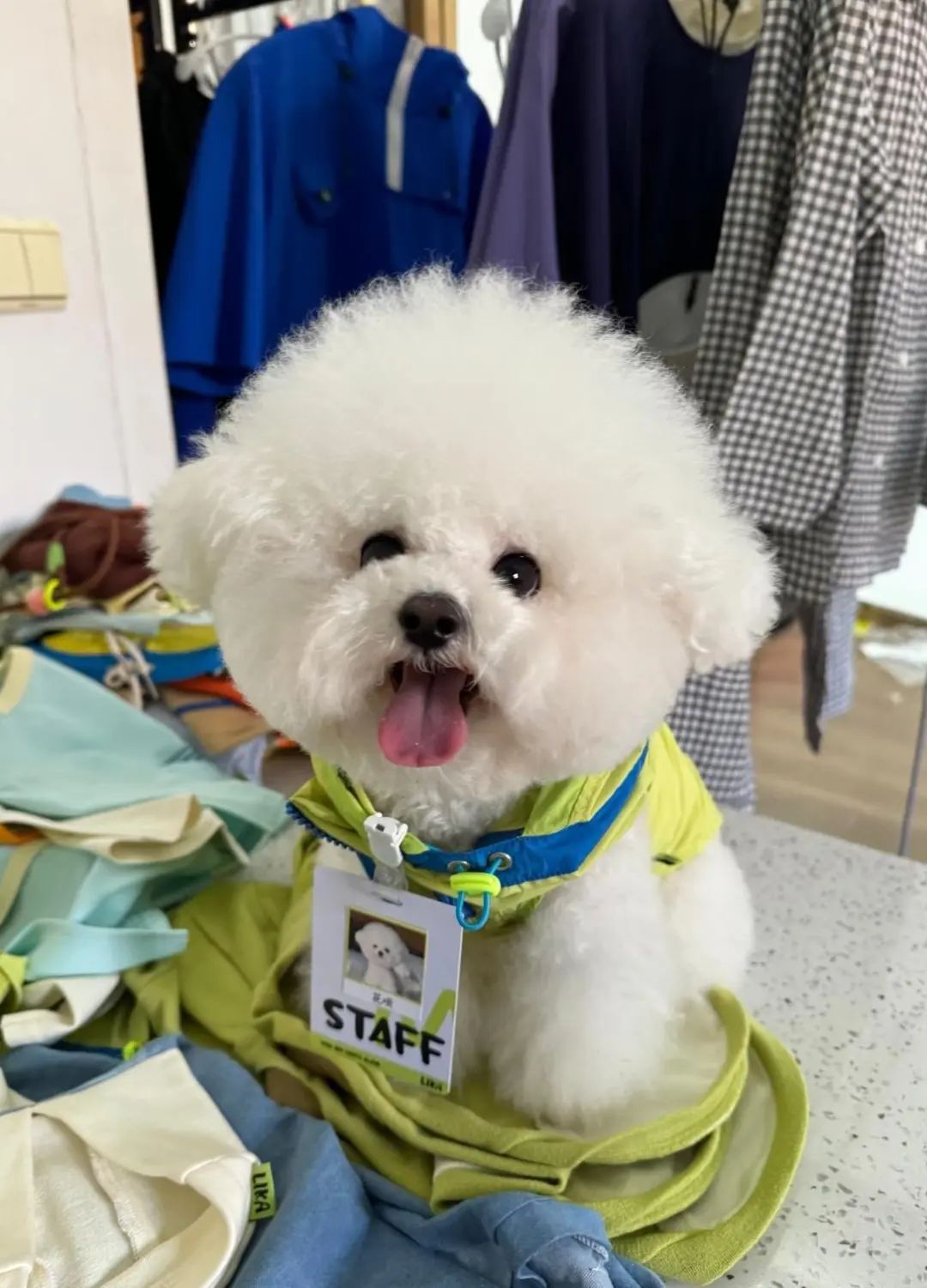 时薪500元,最多时一个月赚了3万,不少人当上了“啃狗族”! 时薪500元,最多时一个月赚了3万,不少人当上了“啃狗族”!