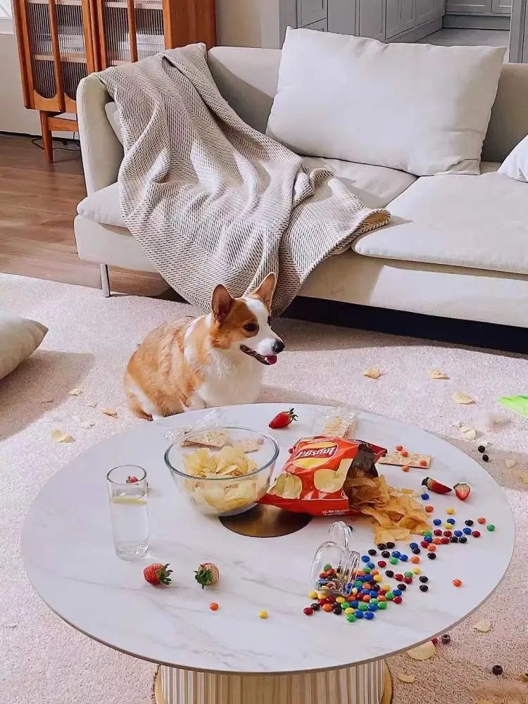 时薪500元,最多时一个月赚了3万,不少人当上了“啃狗族”! 时薪500元,最多时一个月赚了3万,不少人当上了“啃狗族”!