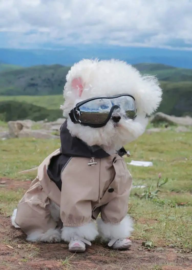 时薪500元,最多时一个月赚了3万,不少人当上了“啃狗族”! 时薪500元,最多时一个月赚了3万,不少人当上了“啃狗族”!