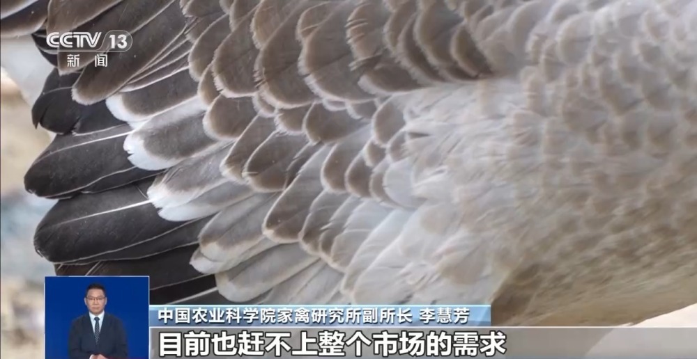 这项运动热度飙升 参与人数高达2.5亿！为何供不应“球”？