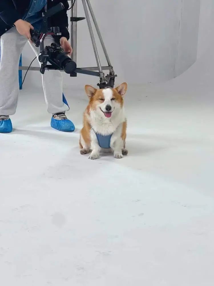 时薪500元,最多时一个月赚了3万,不少人当上了“啃狗族”! 时薪500元,最多时一个月赚了3万,不少人当上了“啃狗族”!