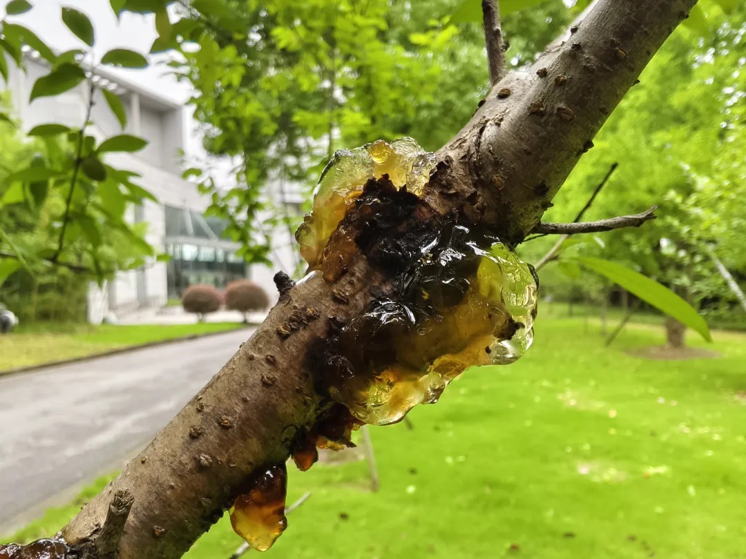 她全身出血止不住，确诊中毒！只因为半个月前……