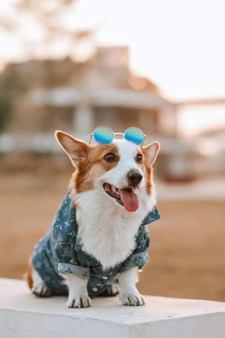 时薪500元,最多时一个月赚了3万,不少人当上了“啃狗族”! 时薪500元,最多时一个月赚了3万,不少人当上了“啃狗族”!