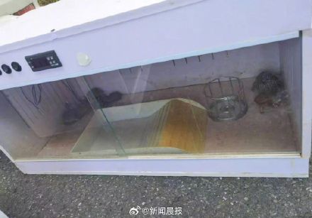 90后夫妻离婚因18万宠物龟归属起争执