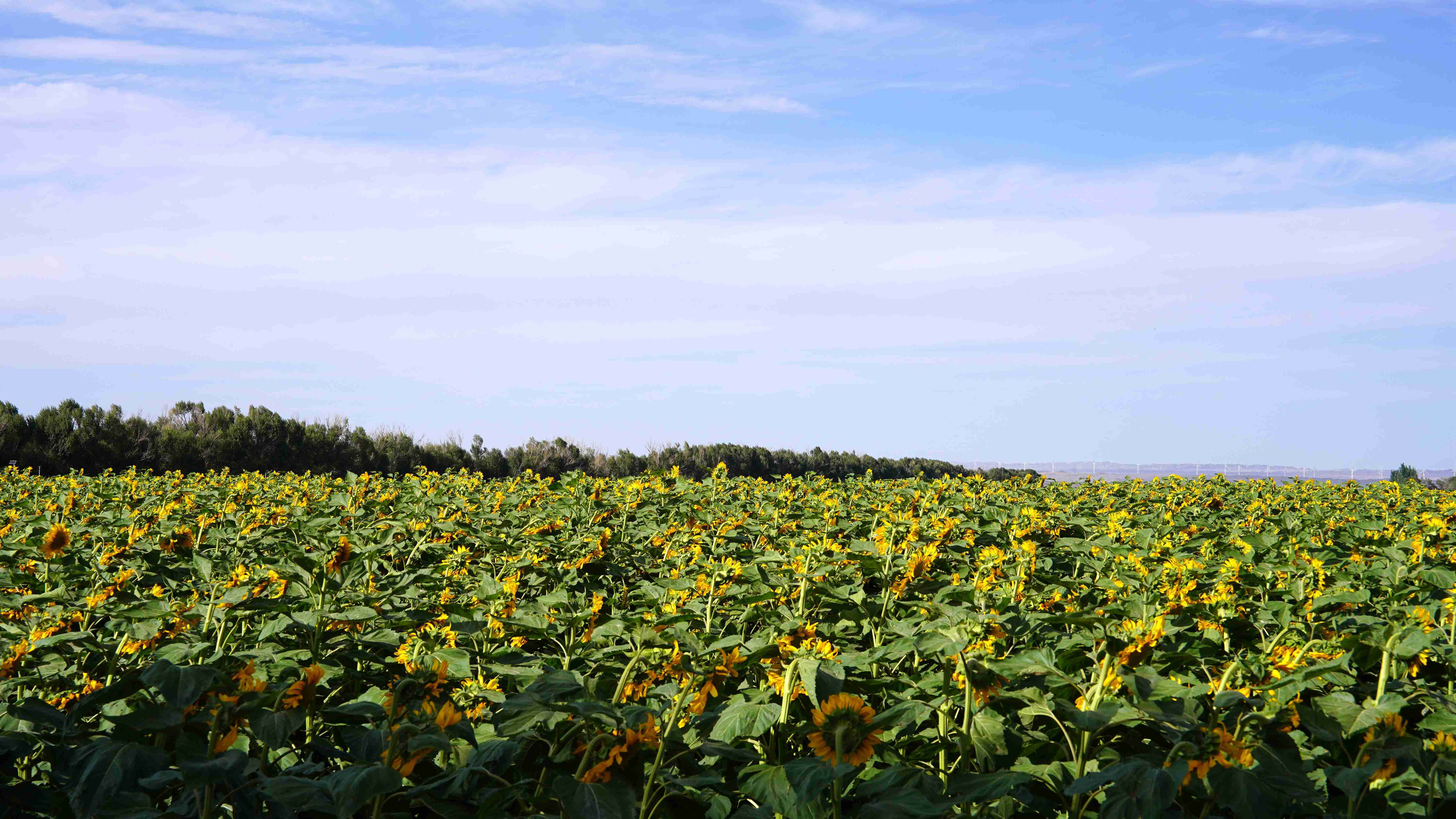 作物“喝”得饱还节水 甘肃这个农场“慧”种田 作物“喝”得饱还节水 甘肃这个农场“慧”种田