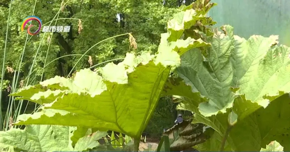 叶片2米多宽，它面前我们都是“小矮人”！世界上叶子超大的植物就在昆明……