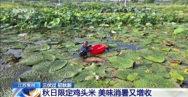脆甜的菱角、Q弹的鸡头米……出伏解秋燥可以这样吃