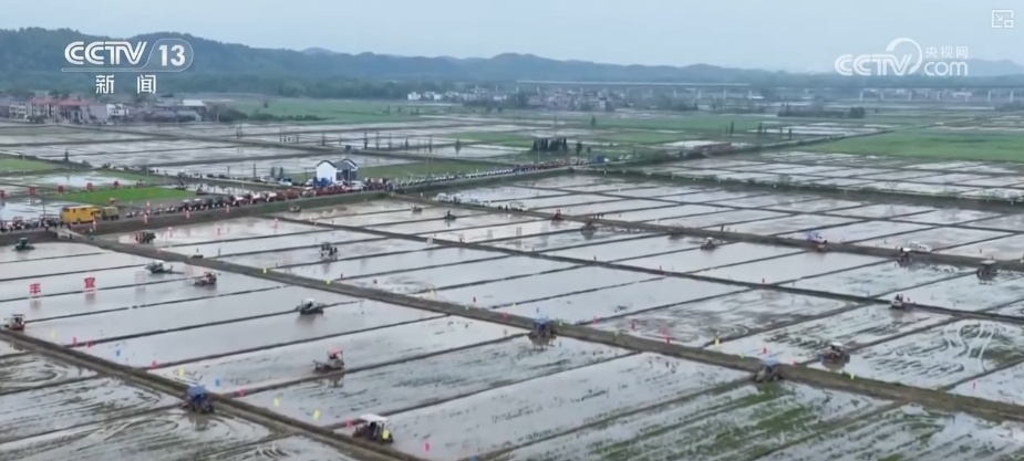 连续4年超560亿斤!早稻生产稳定 为全年粮食丰收奠定基础 连续4年超560亿斤!早稻生产稳定 为全年粮食丰收奠定基础
