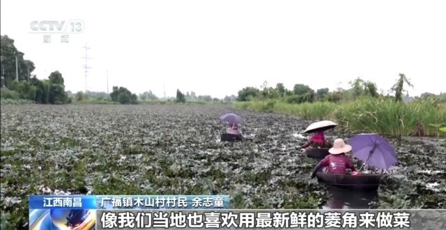 脆甜的菱角、Q弹的鸡头米……出伏解秋燥可以这样吃
