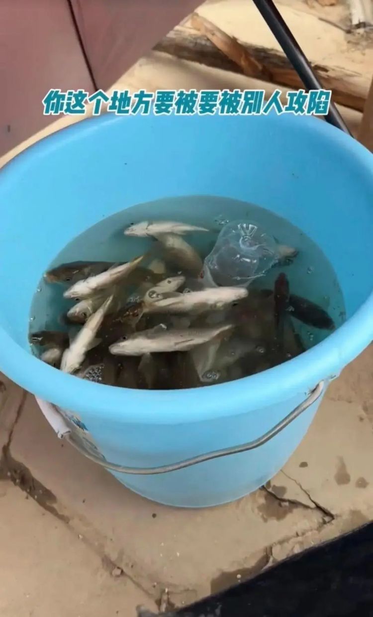 有人用伞“钓”鱼,武汉市洪山区长江禁捕办回应:违规 有人用伞“钓”鱼,武汉市洪山区长江禁捕办回应:违规