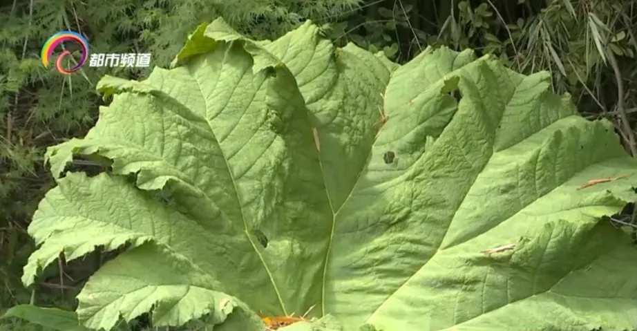 叶片2米多宽，它面前我们都是“小矮人”！世界上叶子超大的植物就在昆明……