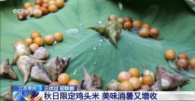 脆甜的菱角、Q弹的鸡头米……出伏解秋燥可以这样吃