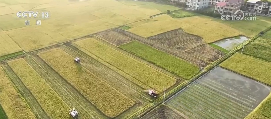 连续4年超560亿斤!早稻生产稳定 为全年粮食丰收奠定基础 连续4年超560亿斤!早稻生产稳定 为全年粮食丰收奠定基础