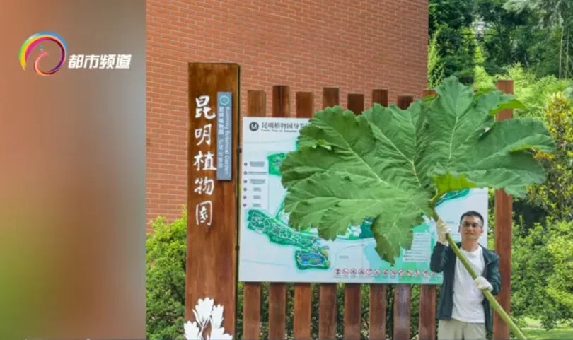 叶片2米多宽，它面前我们都是“小矮人”！世界上叶子超大的植物就在昆明……