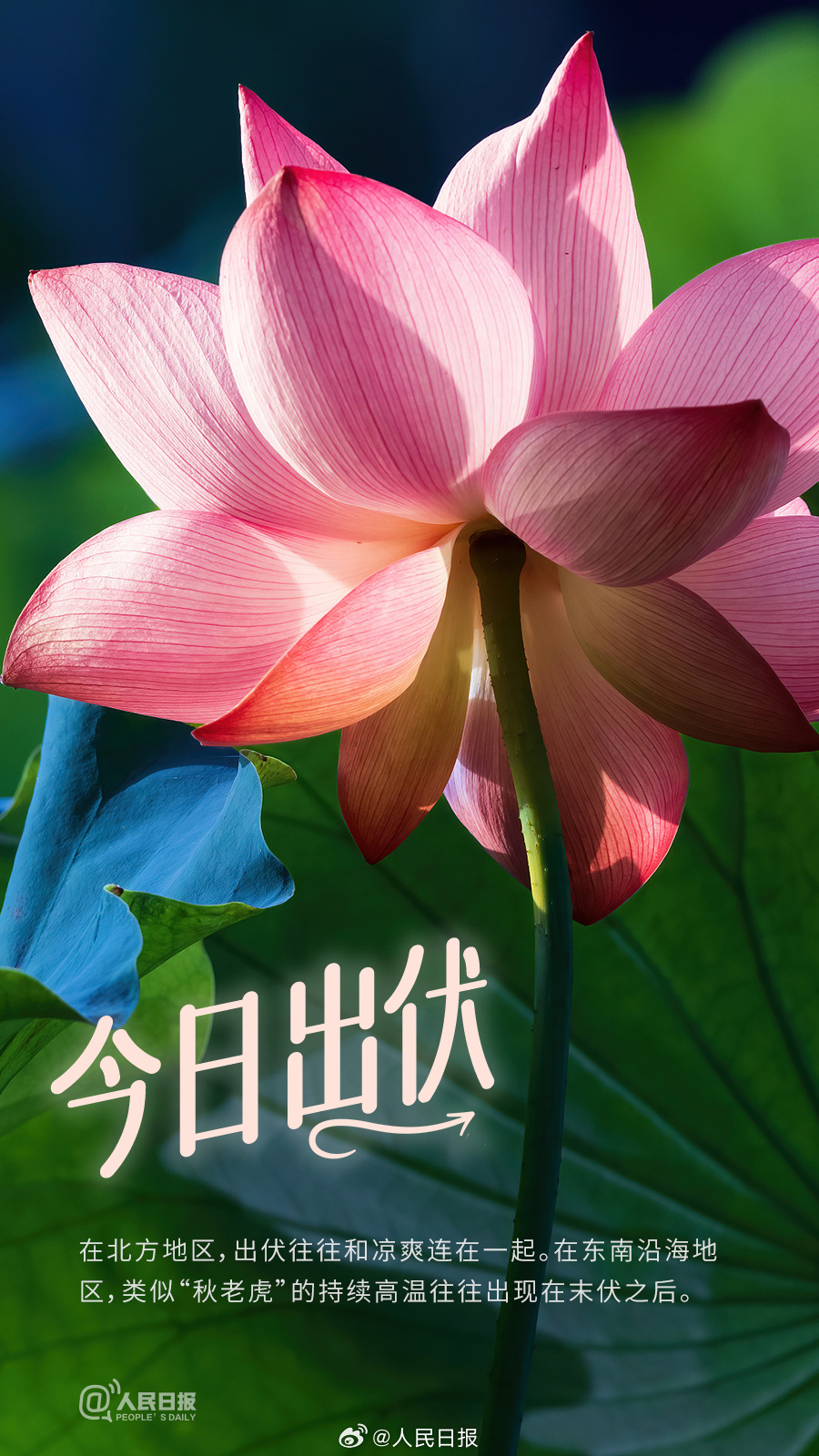 超长三伏天正式下线，你感受到秋天了吗？