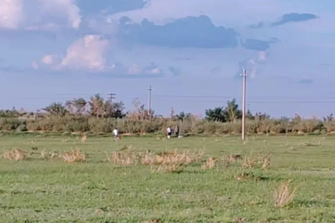 非法采摘沙葱、韭菜花、野蘑菇！内蒙古多人被查处！