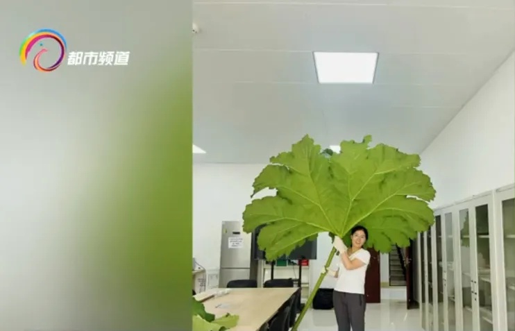 叶片2米多宽，它面前我们都是“小矮人”！世界上叶子超大的植物就在昆明……