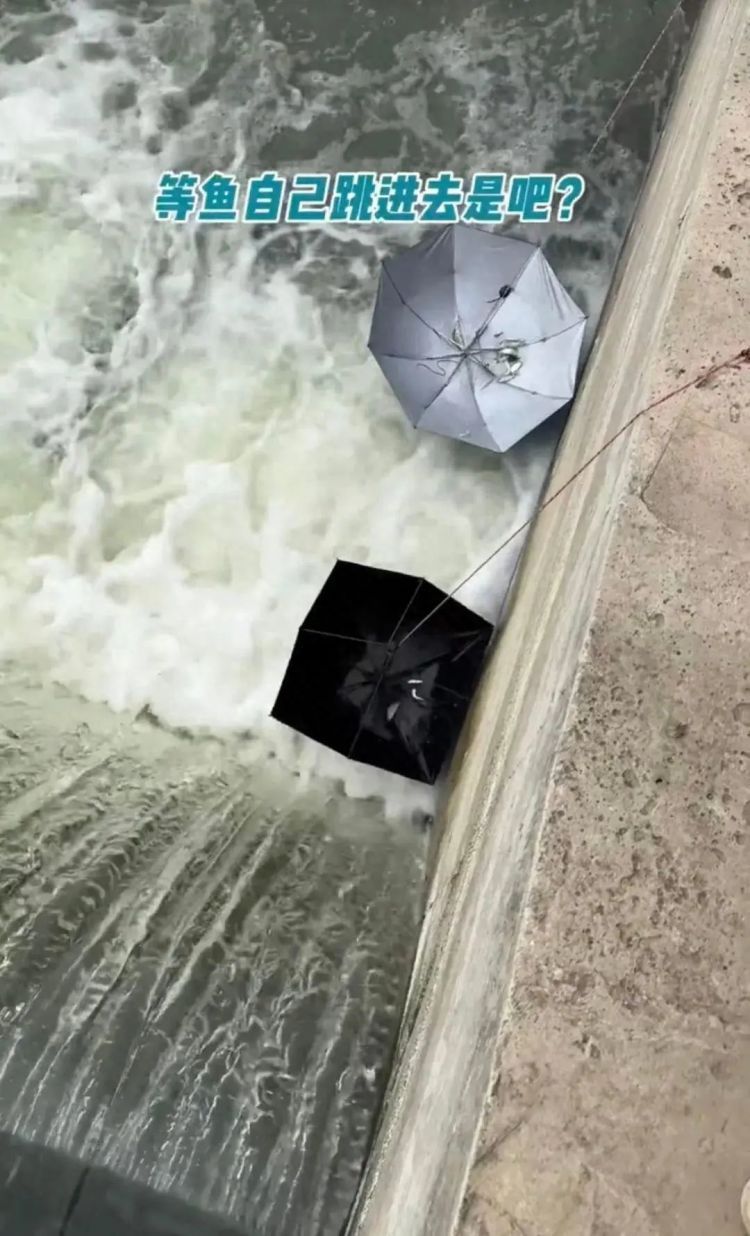 有人用伞“钓”鱼,武汉市洪山区长江禁捕办回应:违规 有人用伞“钓”鱼,武汉市洪山区长江禁捕办回应:违规