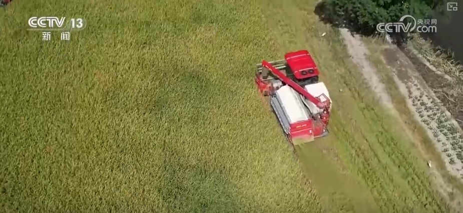 连续4年超560亿斤!早稻生产稳定 为全年粮食丰收奠定基础 连续4年超560亿斤!早稻生产稳定 为全年粮食丰收奠定基础