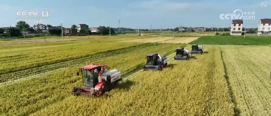 连续4年超560亿斤!早稻生产稳定 为全年粮食丰收奠定基础 连续4年超560亿斤!早稻生产稳定 为全年粮食丰收奠定基础