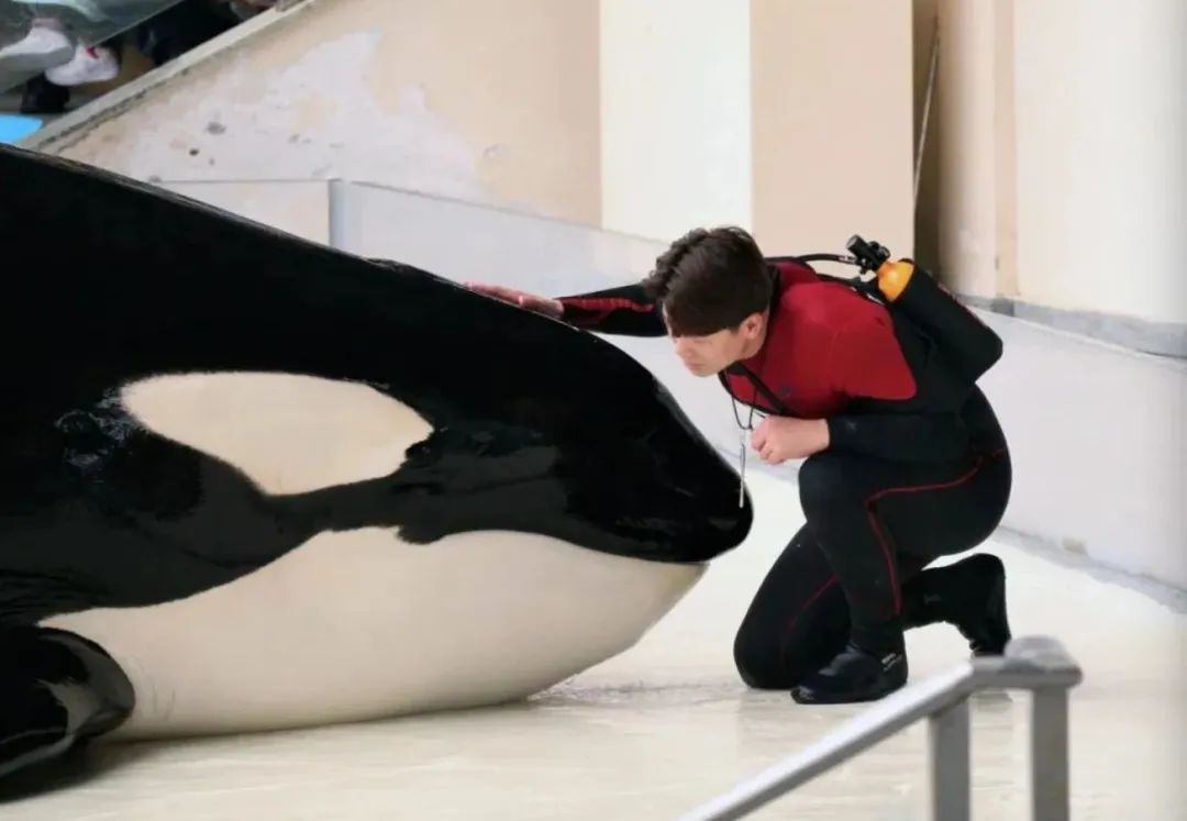 “忙啥呢?”“给虎鲸搓澡呢!” “忙啥呢?”“给虎鲸搓澡呢!”