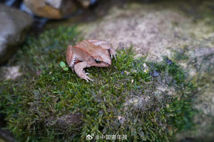 四川峨眉山发现失踪半个多世纪的神秘物种