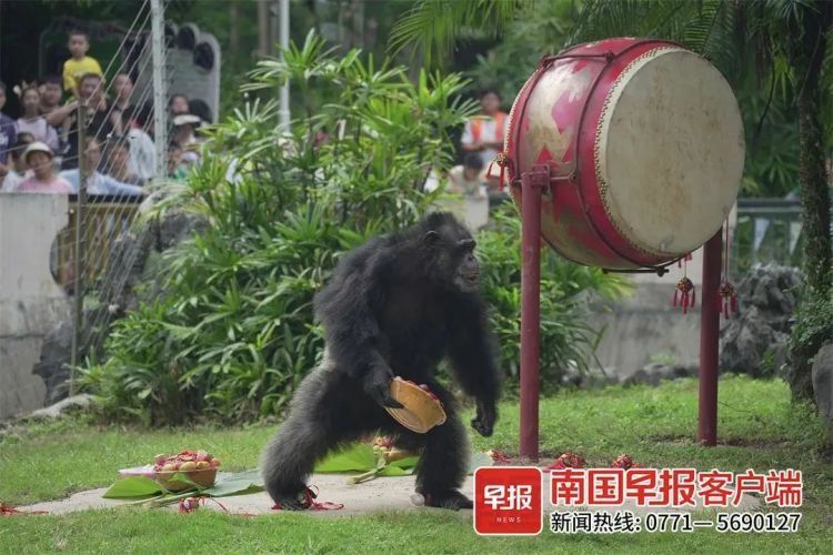 南宁一“网红”黑猩猩过37岁生日,现场火爆! 南宁一“网红”黑猩猩过37岁生日,现场火爆!