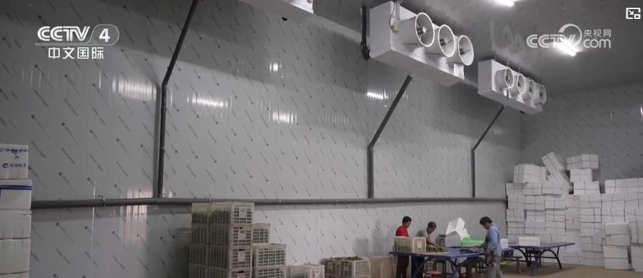 加快推进、爆发式增长!今年上半年中国冷链市场规模继续扩大 加快推进、爆发式增长!今年上半年中国冷链市场规模继续扩大