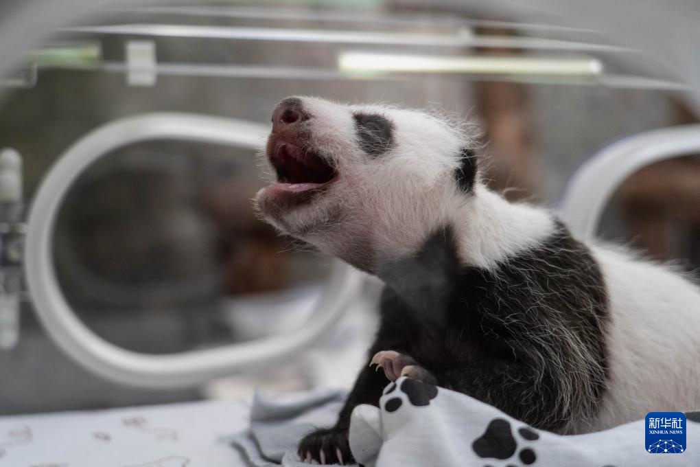 首只在俄出生大熊猫“喀秋莎”迎来周岁生日