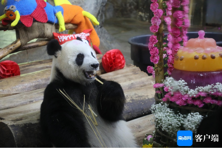 海野大熊猫贡贡、舜舜11岁生日快乐! 海野大熊猫贡贡、舜舜11岁生日快乐!