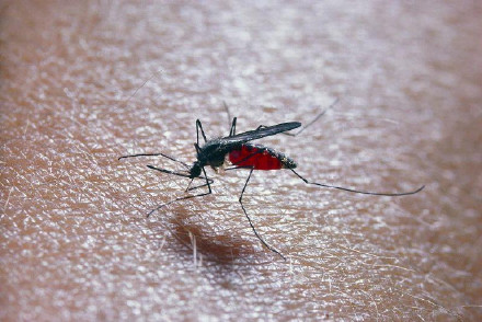 全球多地蔓延西尼罗河病毒我国或存在西尼罗河病毒输入风险