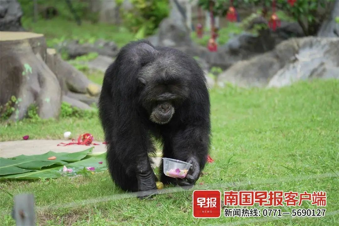 南宁动物园的黑猩猩山米37岁了！生日会现场展示绝活→