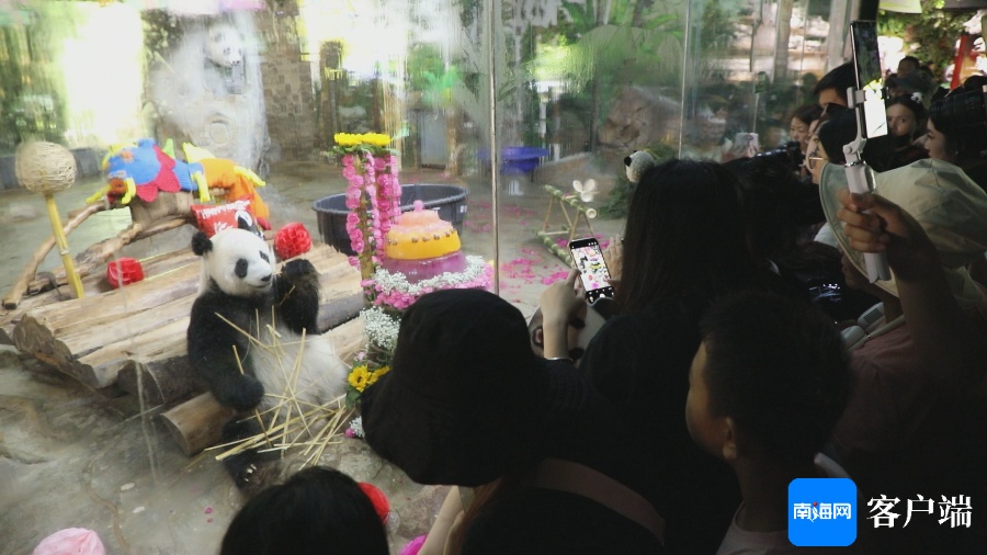 海野大熊猫贡贡、舜舜11岁生日快乐! 海野大熊猫贡贡、舜舜11岁生日快乐!