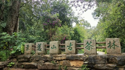 云南普洱景迈山：全球首个茶主题世界文化遗产