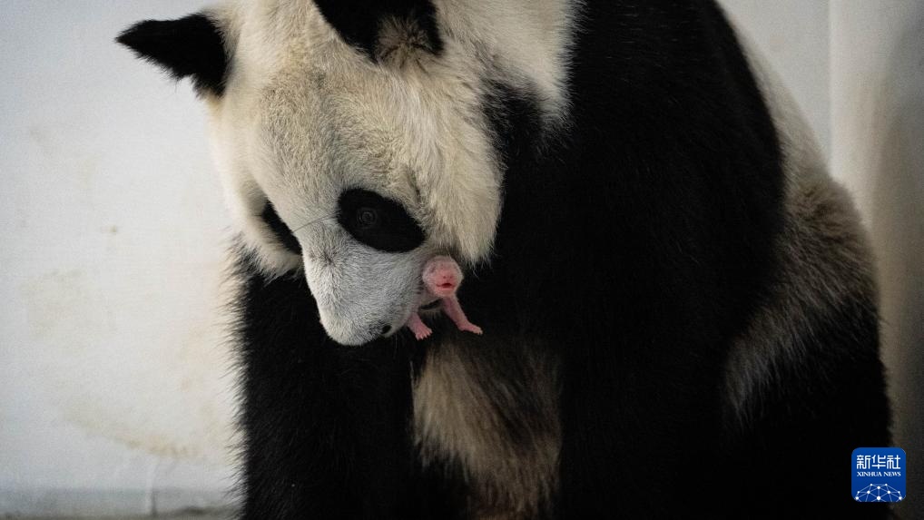 首只在俄出生大熊猫“喀秋莎”迎来周岁生日