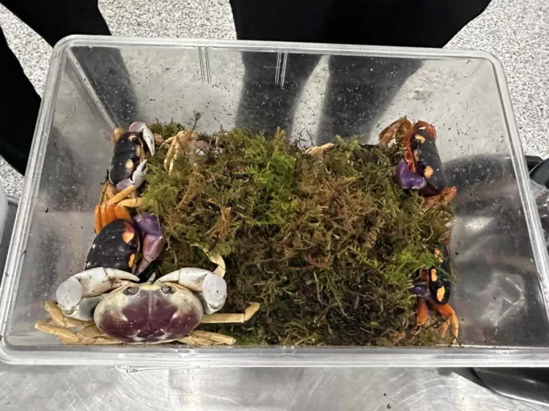 携带近200只!入境就被查 携带近200只!入境就被查