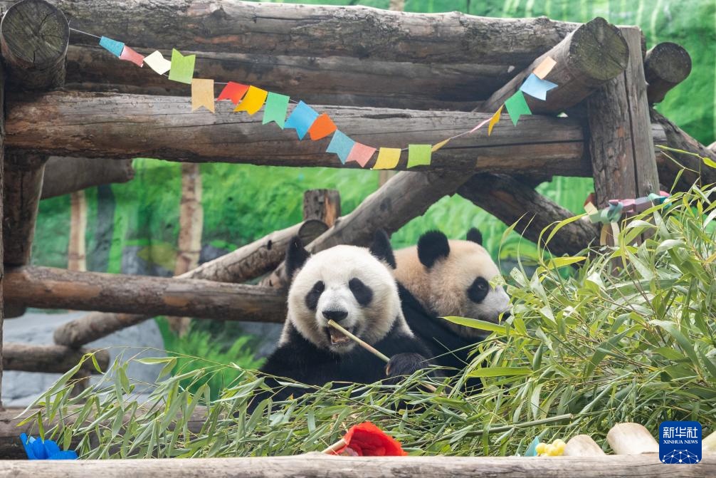 首只在俄出生大熊猫“喀秋莎”迎来周岁生日
