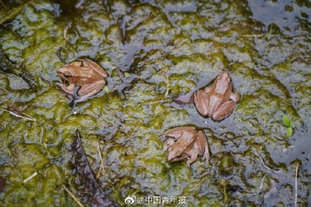 四川峨眉山发现失踪半个多世纪的神秘物种