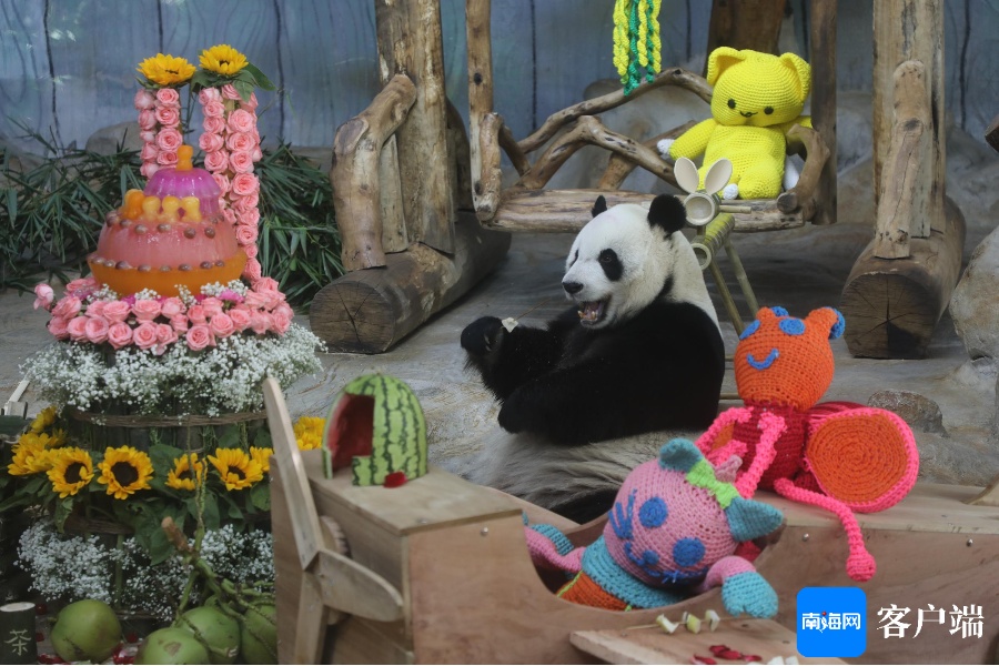 海野大熊猫贡贡、舜舜11岁生日快乐! 海野大熊猫贡贡、舜舜11岁生日快乐!