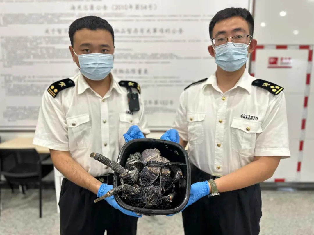 携带近200只!入境就被查 携带近200只!入境就被查