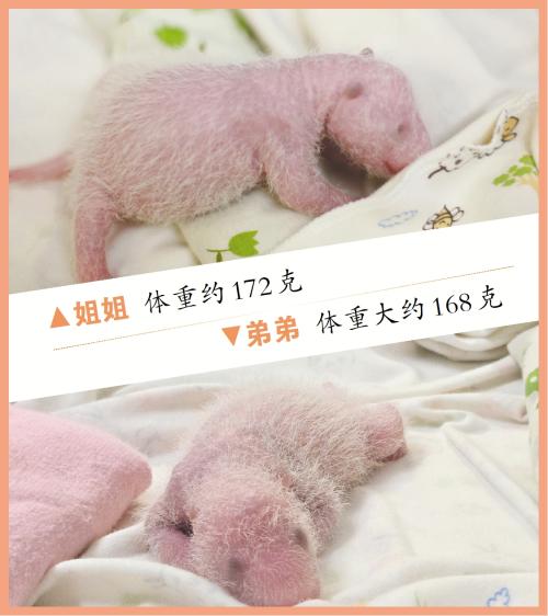 “港产”大熊猫姐弟满周 体重均增加约50克