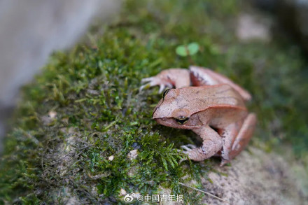 四川峨眉山发现失踪半个多世纪的神秘物种