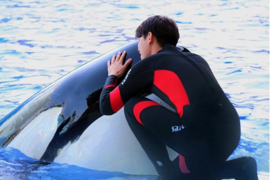 “忙啥呢?”“给虎鲸搓澡呢!” “忙啥呢?”“给虎鲸搓澡呢!”