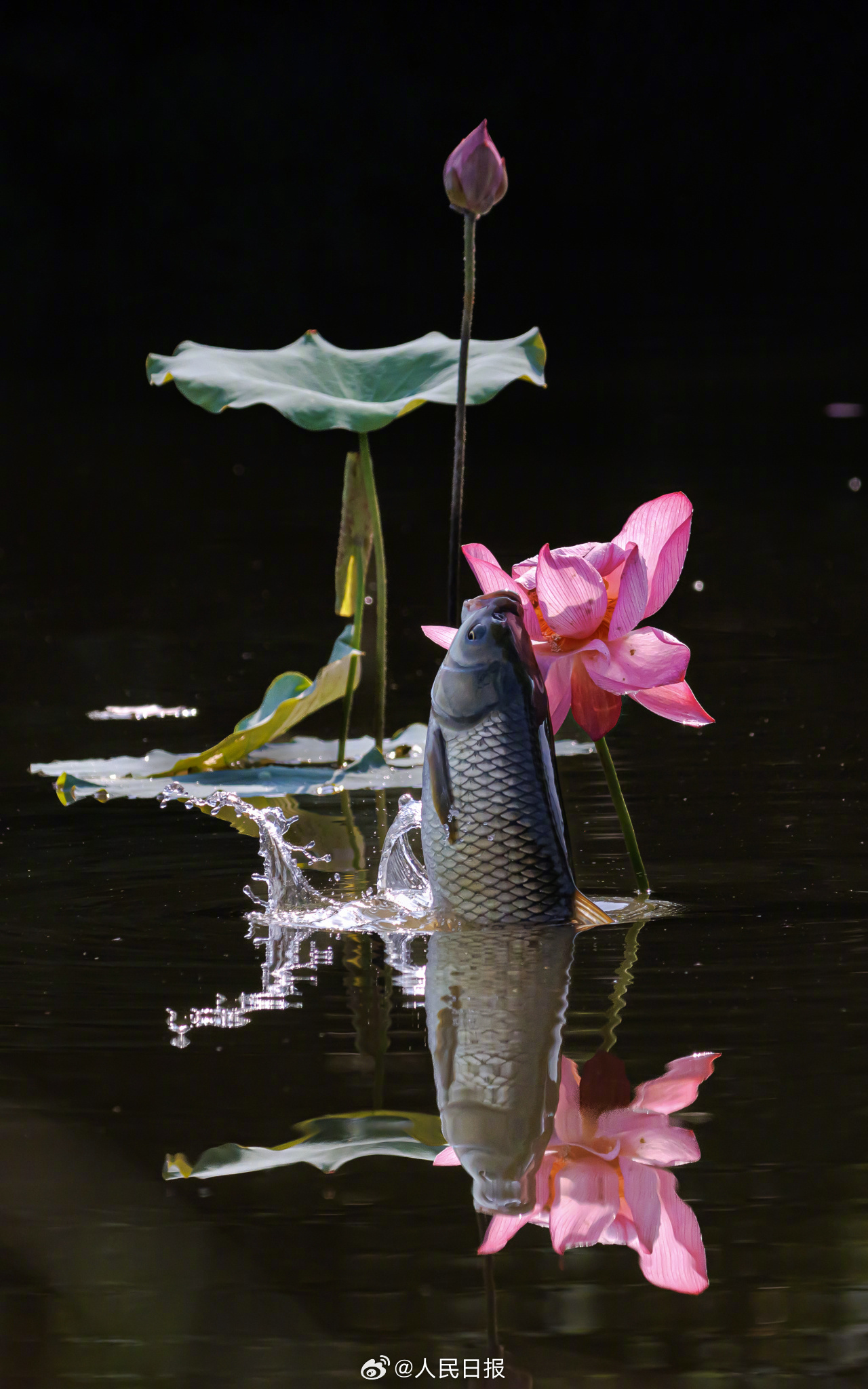 “莲莲有鱼”!鱼食荷花画面好神奇 “莲莲有鱼”!鱼食荷花画面好神奇