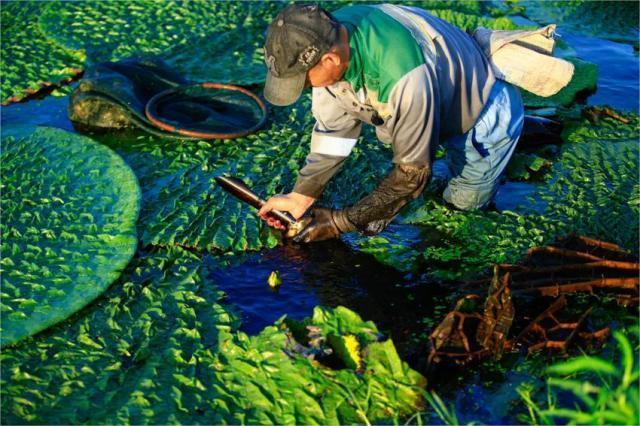 苏州秋味“顶流”，今年你吃了吗？