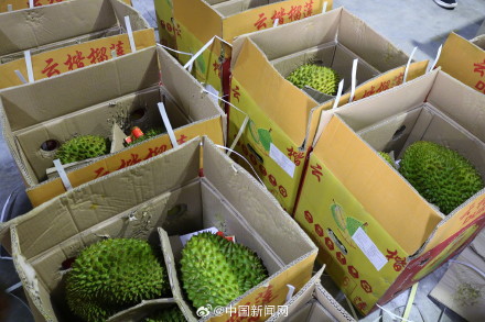 吃货们看过来,10个东盟榴莲,7个来自这里…… 吃货们看过来,10个东盟榴莲,7个来自这里……