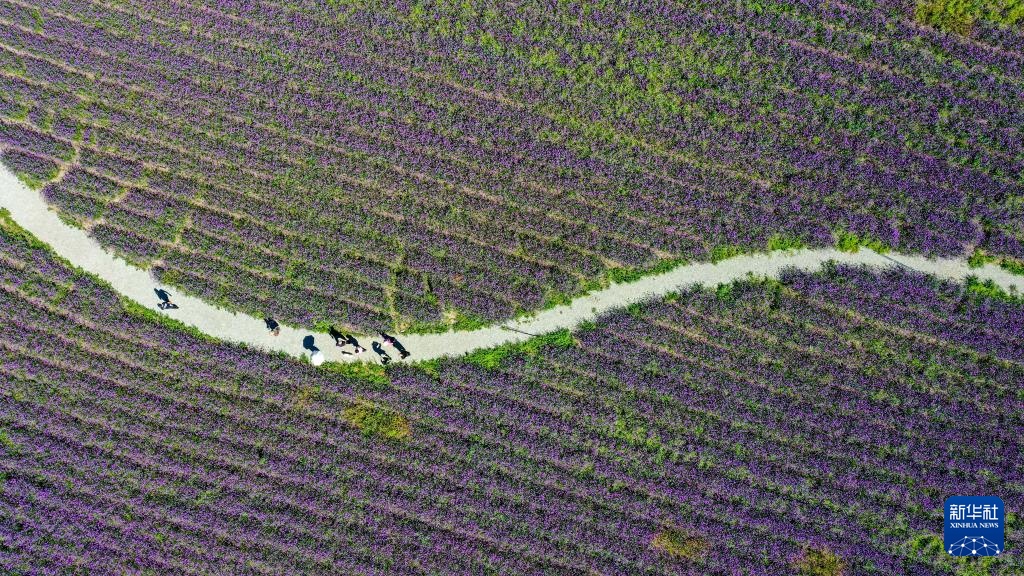 美丽中国丨吉林查干湖：风光旖旎 生态向好