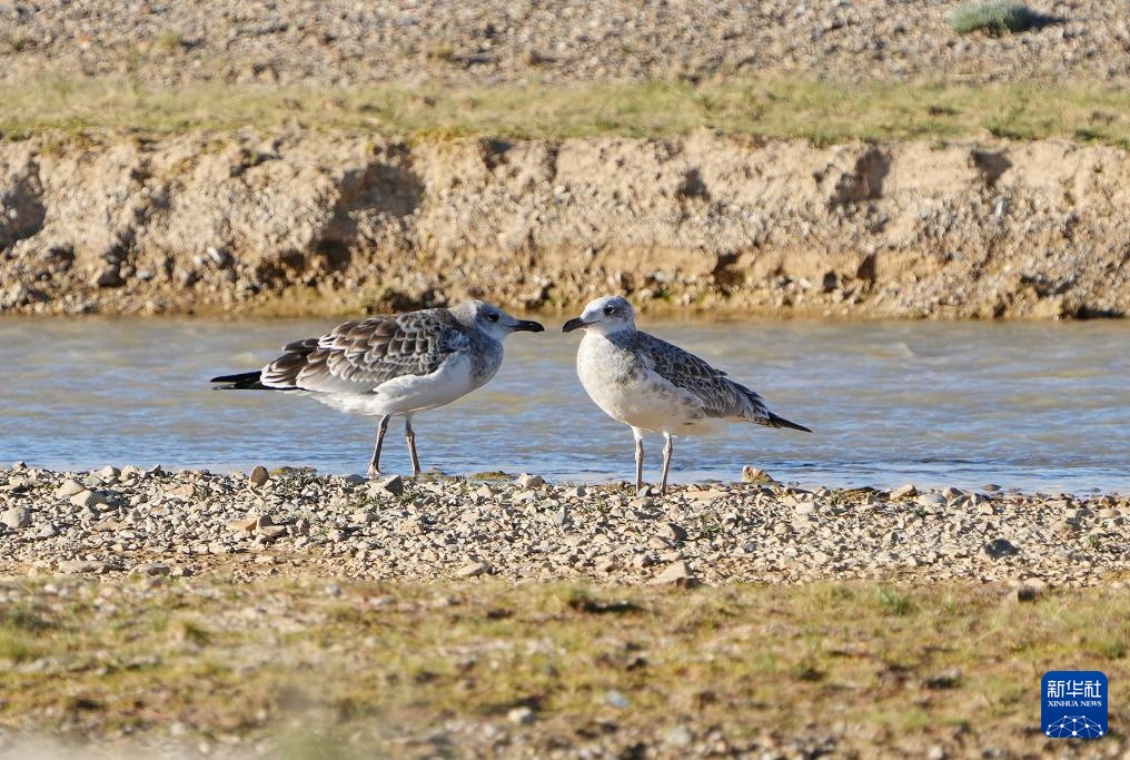 西藏:大美错鄂湖 西藏:大美错鄂湖